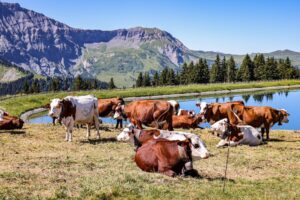 RtW_TrailsintheAlps_June2025_Copyright-122