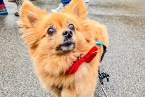 RtW_ChristmasRun2025_Copyright-024