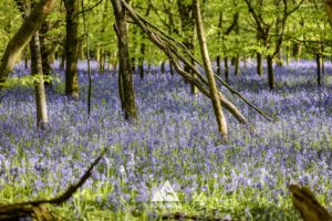 Runners completing the bluebell 10km in Tring with Run the Wild